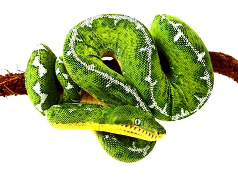  Emerald Tree Boa: An Agile Arborial Serpent With A Vivid And Striking Green Pattern