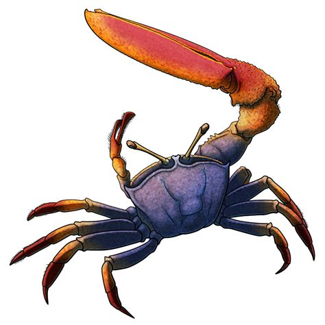  Fiddler Crab A Shell-Dwelling Master of Courtship With Claws That Can Reach Impressive Proportions!