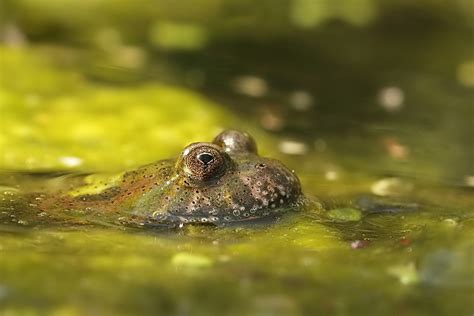  Fire-Bellied Toad: A Striking Amphibian With Brightly Colored Skin That Exhibits Fascinating Parental Care Behaviors!