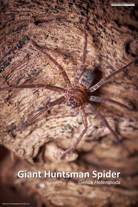  Giant Huntsman Spider: A Creature That Creeps While It Sleeps!