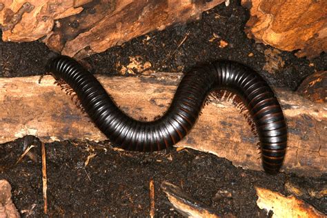  Millipede Worm: A Burrowing Beauty That Thrives on Organic Matter