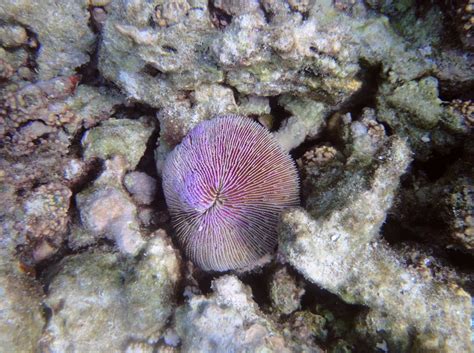  Mushroom Coral: A Striking Polyp Colony Known For Its Colorful, Fungus-Like Appearance!