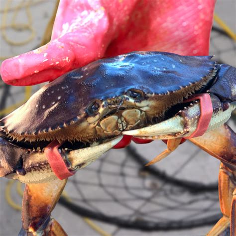  Velvet Swimming Crab:  Discover The Majestic Crustacean That Thrives In The Deepest Ocean Trenches!