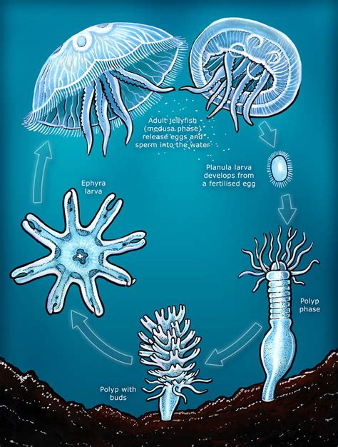  Yellow-Faced Jellyfish: A Tiny Terror That Pulsates With Bioluminescent Beauty!