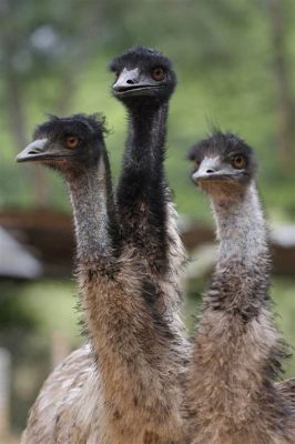 Emu: Can This Flightless Bird Really Outrun a Horse?