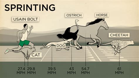 Emu: Can This Flightless Bird Really Outrun a Horse?