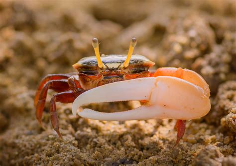  Fiddler Crab A Shell-Dwelling Master of Courtship With Claws That Can Reach Impressive Proportions!