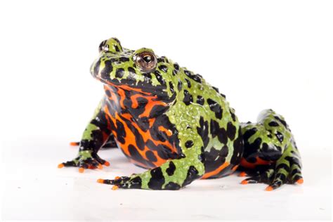 Fire-Bellied Toad: An Amphibian That Wears Its Heart on its Belly!