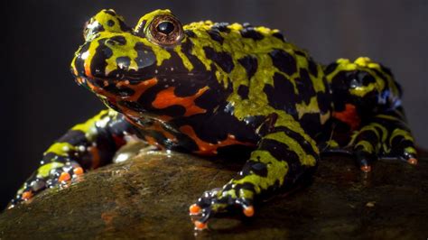  Fire-Bellied Toad: A Striking Amphibian With Brightly Colored Skin That Exhibits Fascinating Parental Care Behaviors!