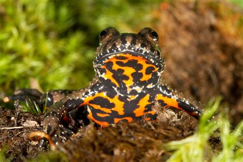 Fire-Bellied Toad: An Amphibian That Wears Its Heart on its Belly!