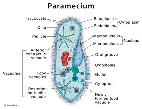 Genus Paramecium: An Exploration into These Microscopic Marvels, Exhibiting Remarkable Agility and Complex Cellular Structures!