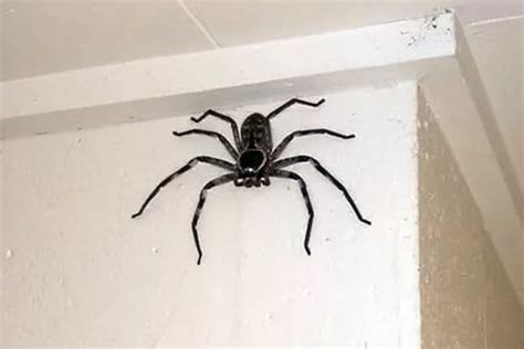  Giant Huntsman Spider: A Creature That Creeps While It Sleeps!