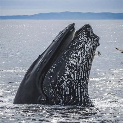  Humpback Whale: A Majestic Giant That Migrates Thousands of Miles Across Oceans!