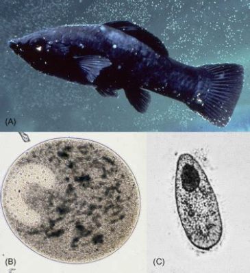  Ichthyophthirius Multifiliis: Tiny Terror or Misunderstood Microbe with a Voracious Appetite?