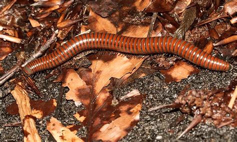  Karsch's Millipede: A Miniature Masterpiece That Thrives on Decay and Delightfully Disarms Predators!