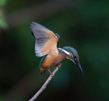  Kingfisher! A Miniature Master of Flight With an Exquisite Taste for Aquatic Delights