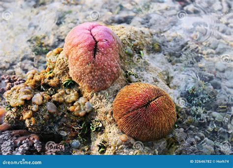  Mushroom Coral: A Striking Polyp Colony Known For Its Colorful, Fungus-Like Appearance!