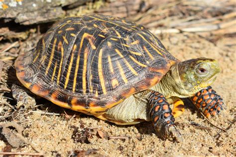 Ornate Box Turtle: A Scaly Jewel That Embraces Both Burrow and Bask!