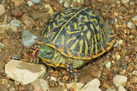 Ornate Box Turtle: A Scaly Jewel That Embraces Both Burrow and Bask!