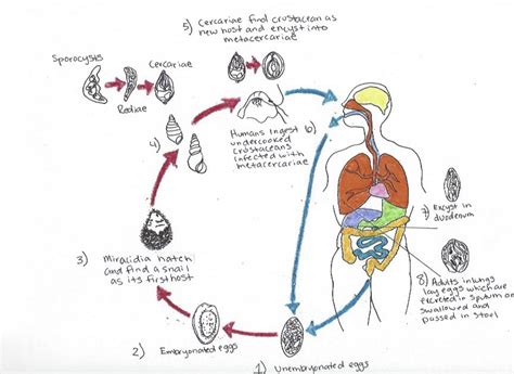 Paragonimus! Tiny Flukes Hiding Underneath Your Skin's Surface and Feasting on Lung Tissue: