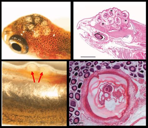 Renieratrema This Tiny Trematode Parasite Embarks on a Wild Journey Through Multiple Hosts!