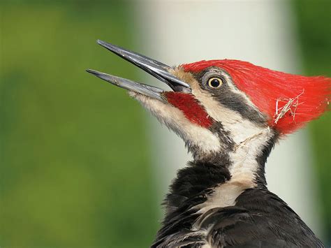  Woodpecker: Can a Bird With a Powerful Beak Really Be That Adorable?