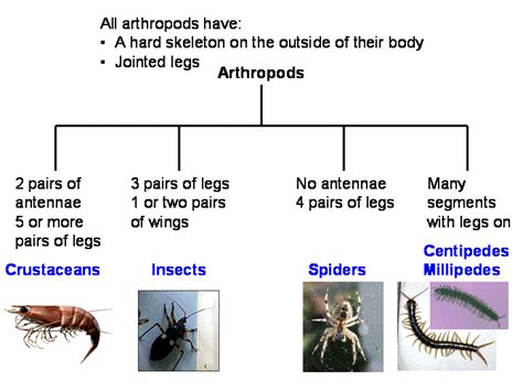  Xeroplana! An Arthropod With Hundreds of Legs That Can Survive Extreme Conditions 