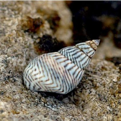 Zebra Periwinkle: A Miniature Marvel With Striking Shells That Seemingly Float Across the Ocean Floor!