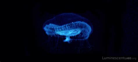  Aequorea Victoria:  The Tiny Bioluminescent Jellyfish That Illuminates Marine Science!