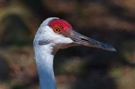 Crane! Majestic Fliers With Long Legs and Graceful Nesting Habits!