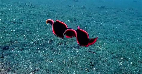 Cross-Eyed Creeping Creature! Unveiling the World of the Convolute Marine Flatworm