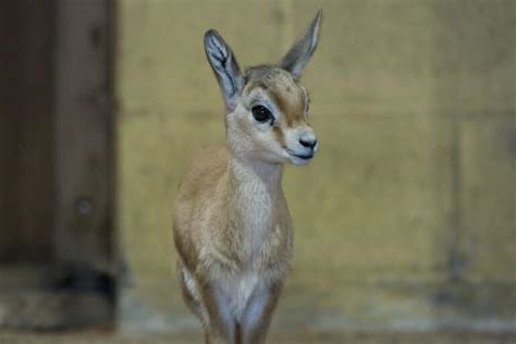 Dorcas Gazelle: Unveiling This Tiny Antelope With a Big Personality, Known for its Agile Leaps and Distinctive Markings!