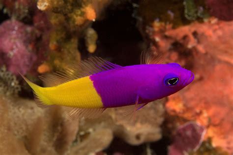  Dottybacks! These Tiny Reef Dwellers Pack a Punch With Their Striking Colors and Territorial Natures