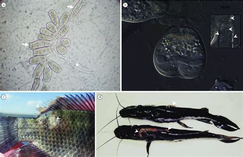 Is Epistylis a Microscopic Masterpiece of Aquatic Architecture? This ciliate, commonly found in freshwater habitats, reveals fascinating insights into the intricate world of single-celled organisms.