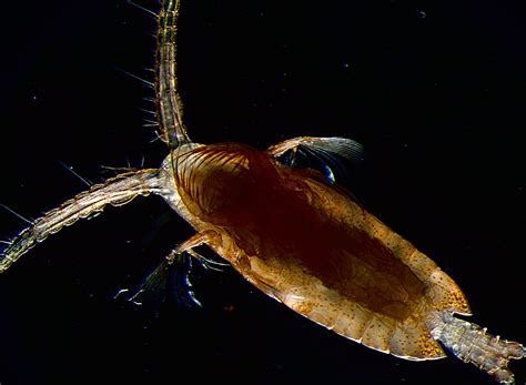  Eunicidae:  Are These Voracious Predators the Underwater Vacuum Cleaners We Never Knew We Needed?