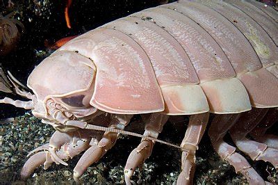  Giant Isopods! These Deep-Sea Dwellers are Truly Incredible Creatures, Exhibiting Remarkable Adaptations for Survival in Extreme Environments