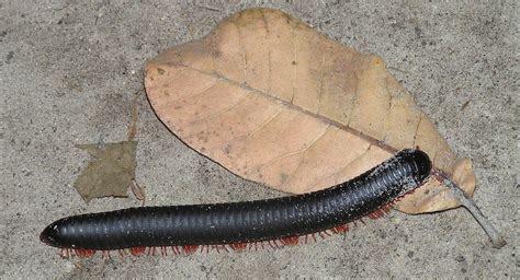 Giant Millipede – A Prehistoric Crawling Carpet Unraveling Biodiversity Mysteries!