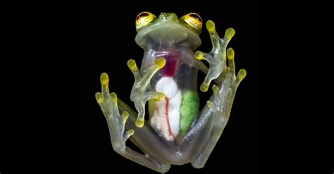  Glass Frogs: Transparent Skin Reveals a World of Intriguing Adaptations and Tiny Heartbeats!