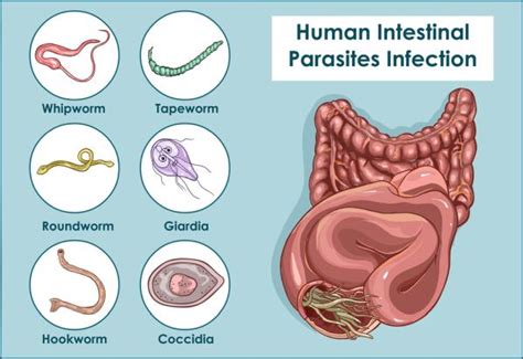 Hemosporidium! A Tiny Parasite That Can Cause Big Trouble for Birds and Their Keepers