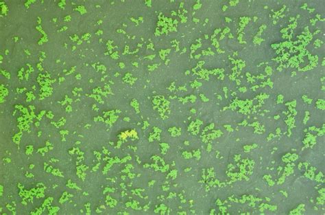 Hepatomonas! A Microscopic Mastermind Controlling Algae Blooms With Ingenious Manipulation Tactics