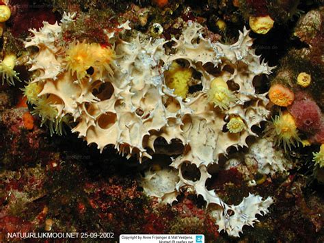  Icelandic Spiny Sponge - A Deep-Sea Denizen with a Thorny Disposition!