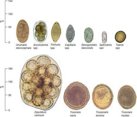 Isospora! An Intriguing Parasite that Resides in the Guts of Many Hosts and Can Be Detected Through Microscopic Examination