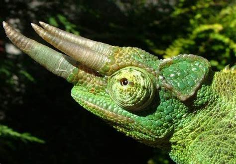  Jackson's Chameleon - A Master of Disguise Who Loves Feasting on Live Bugs!