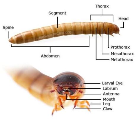 Kentrocapros! An Unusually Spiny Worm With Exquisite Feeding Habits and a Distinctive Burrow-Dwelling Lifestyle!