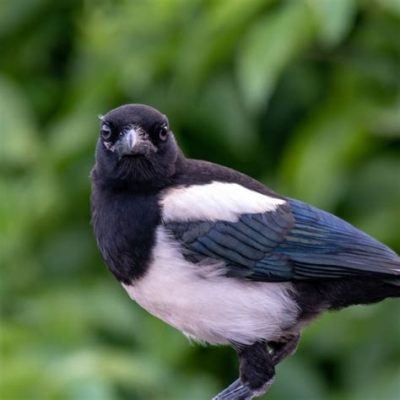  Magnificent Magpies: Birds That Mimic Mayhem With Their Mesmerizing Intelligence!