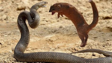  Mongoose! A Curious Carnivore With a Venomous Snake-Fighting Reputation