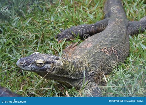  Monitor Lizard -  A Scaly Stalker of Diverse Habitats and a Master of Disguise!