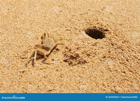  Ocypode! A Creature of Two Worlds: Sand-Dwelling Crab and Masterful Scavenger