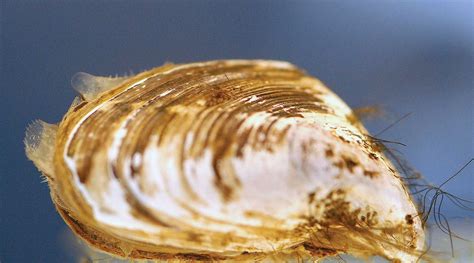  Quagga Mussel: A Tiny Invaders Sporting Stripes!