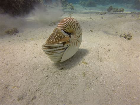 Queen Conch! Unveiling a Spiral Sanctuary From the Coral Reefs' Depths!